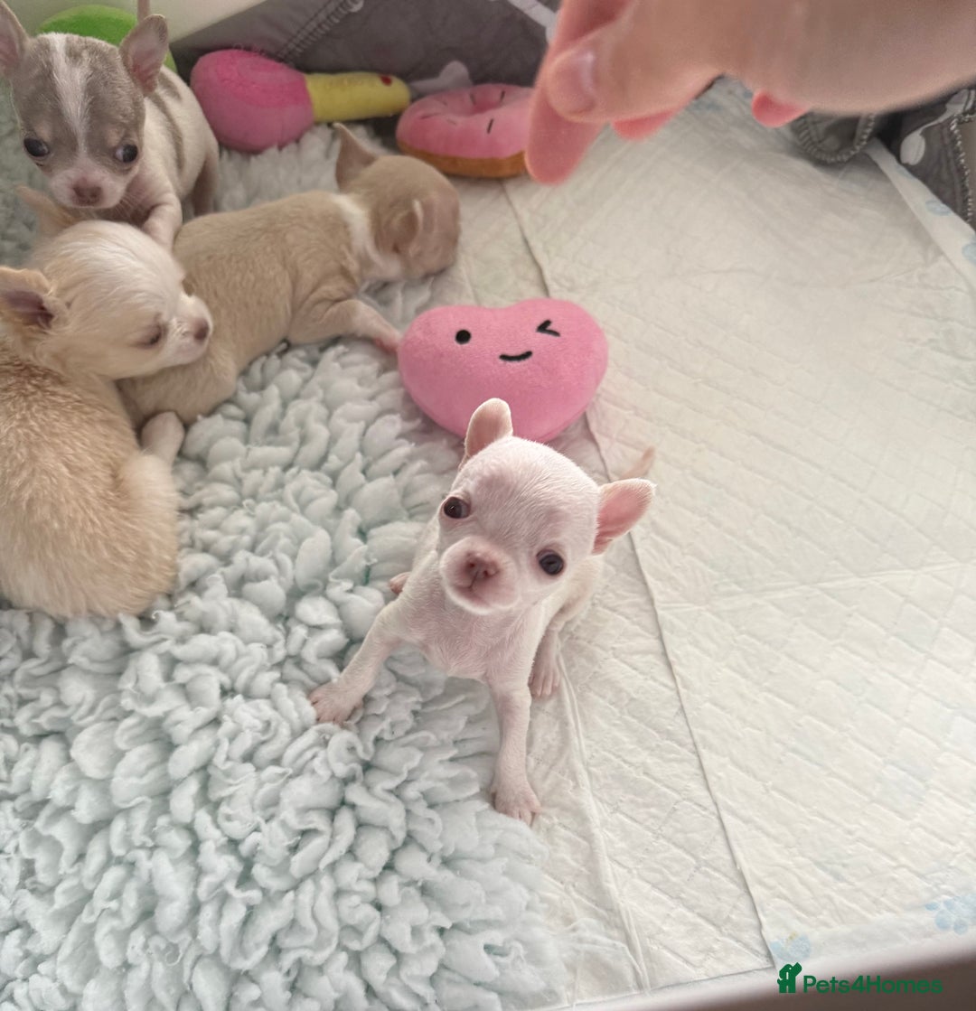 Chihuahua dogs for sale: Exquisite KC Registered Apple Chihuahua Puppies 💖 - Image 36