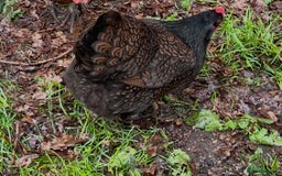 Chickens poultry for sale: Barnevelder - Image 2