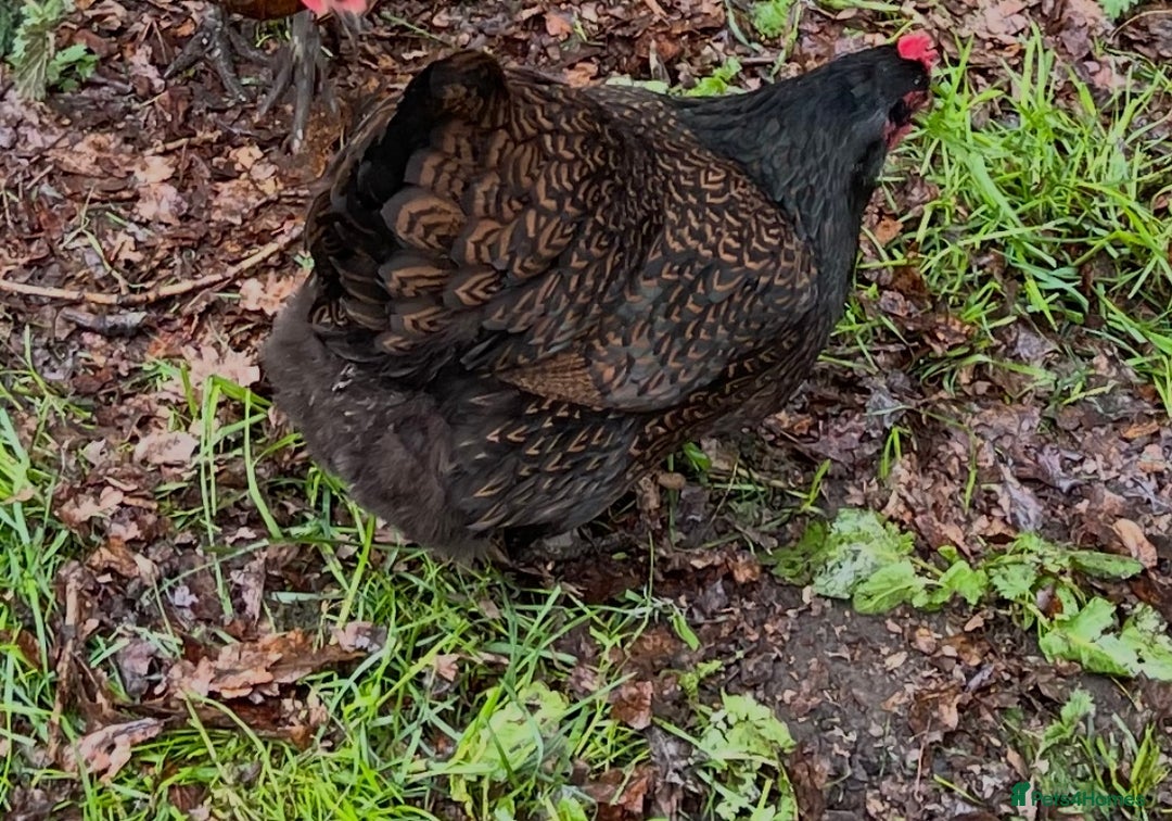 Chickens poultry for sale: Barnevelder - Image 2