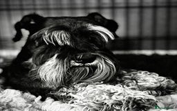 Miniature Schnauzer dogs for sale: KC reg ,health checked miniature schnauzer puppies - Image 5