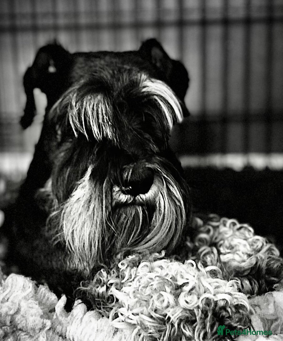 Miniature Schnauzer dogs for sale: KC reg ,health checked miniature schnauzer puppies - Image 5