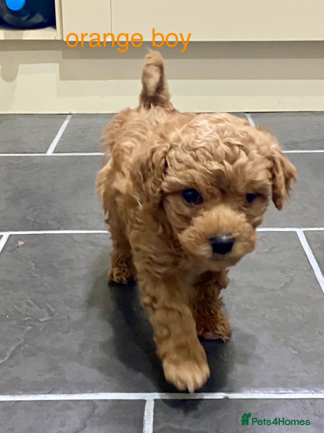 Poochon dogs for sale: ♥️RARE Tiny Asian Toy poodle Xx Toy Poochon ♥️ - Advert 9