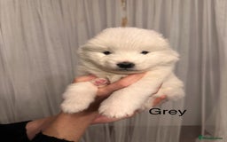 Samoyed dogs for sale: Samoyed Puppies — Ready to Reserve Now! - Image 29