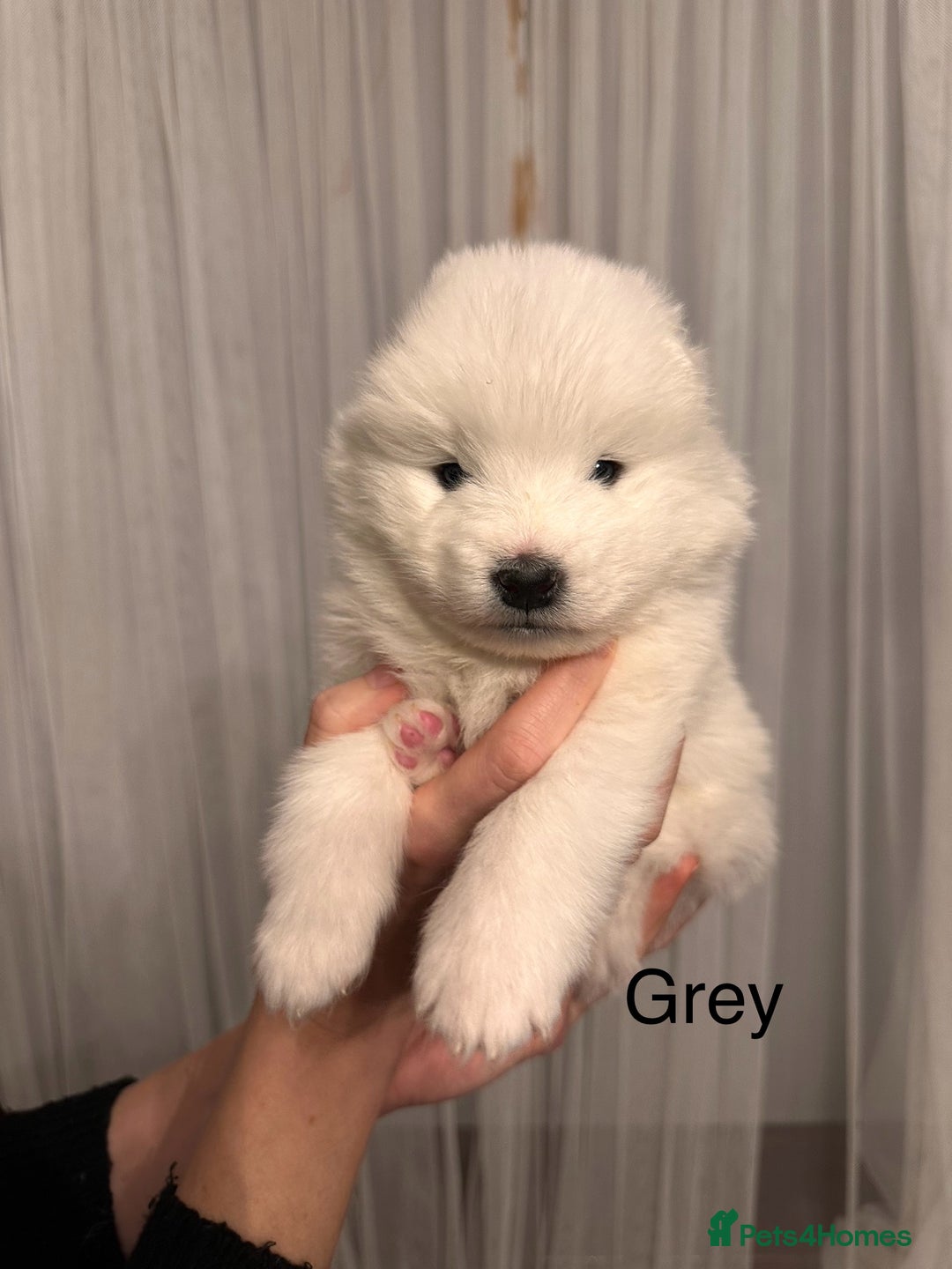 Samoyed dogs for sale: Samoyed Puppies — Ready to Reserve Now! - Image 29