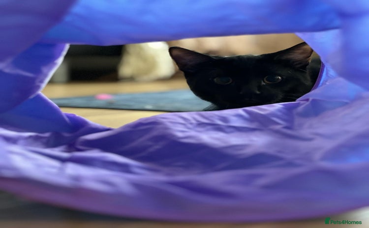 Domestic Shorthair cats - Advert 1