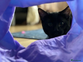 Domestic Shorthair cats - Advert 7