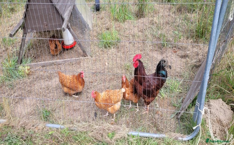 Chickens poultry - Advert 4
