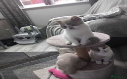 British Shorthair cats for sale: quality kittens gccf registered - Image 22