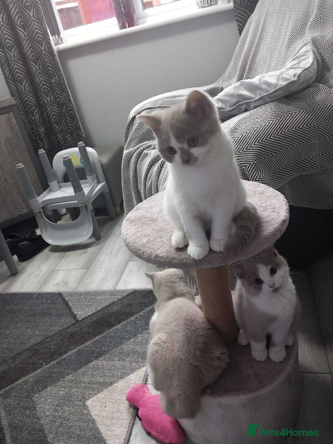 British Shorthair cats for sale: quality kittens gccf registered - Image 22