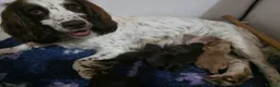 Cockapoo dogs for sale: 3 girl 2 boys May babies (July Home Time) - Advert 1