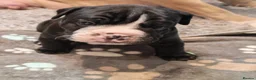 Mixed Breed dogs for sale: Olde English Bulldogg/ Alapaha bulldogg puppies  in Blackburn - Advert 15