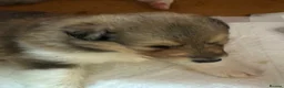 Rough Collie dogs for sale: Male puppy - Advert 3
