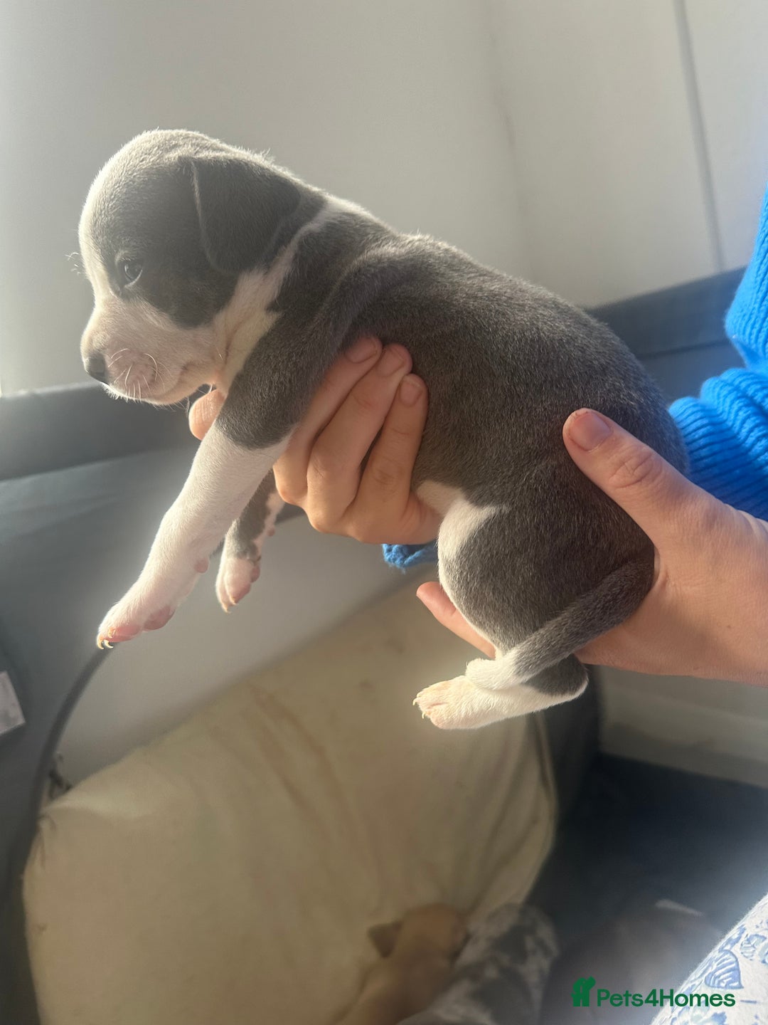 Mixed Breed dogs for sale: American bull staff puppies  - Image 32