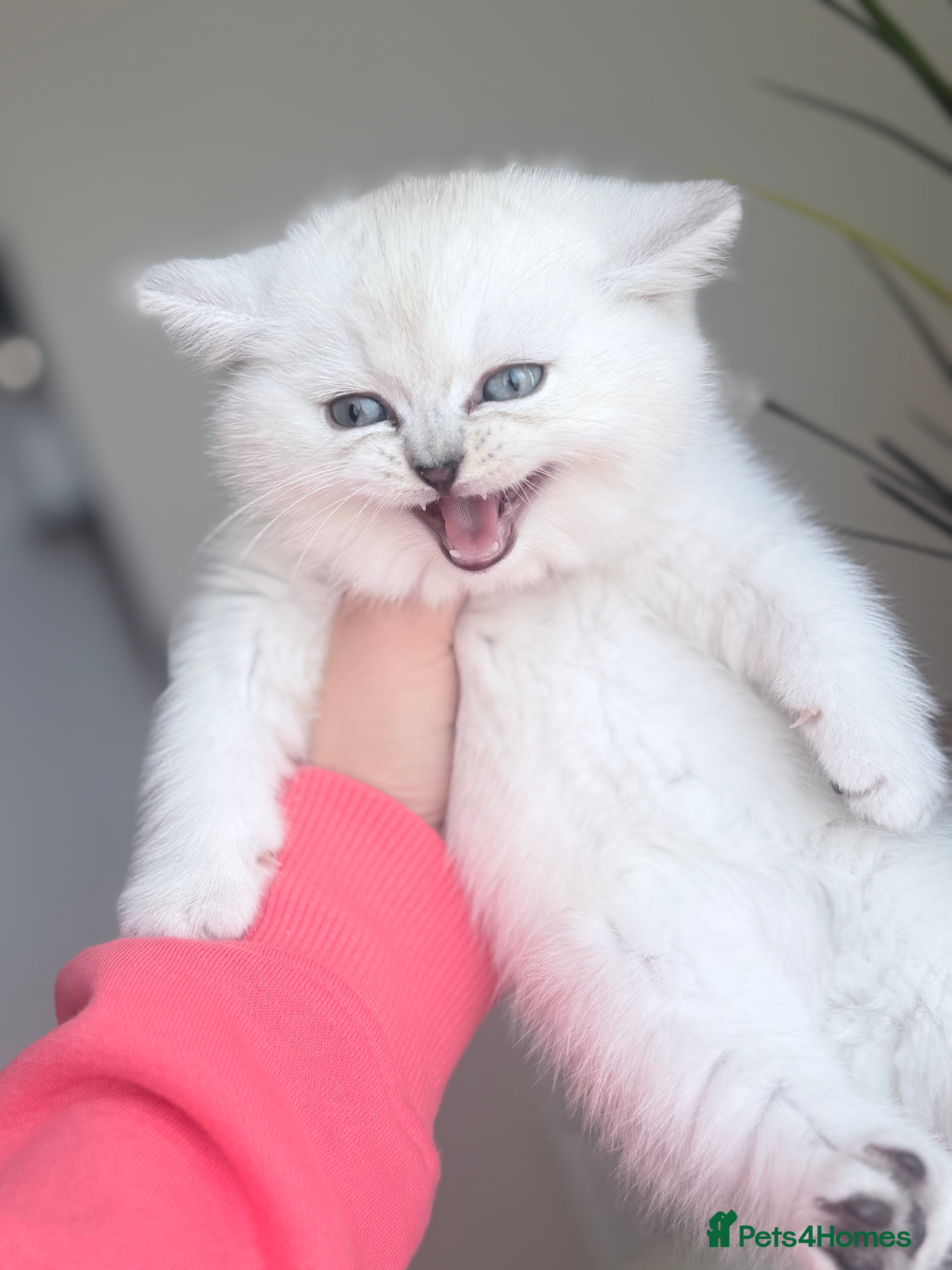 British Shorthair cats British shorthair  - Advert 7