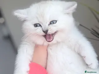 British Shorthair cats British shorthair - Advert 7