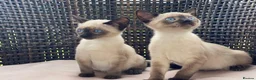 Siamese cats for sale: Beautiful Purebred Siamese Kittens for Sale  in Leeds - Advert 3