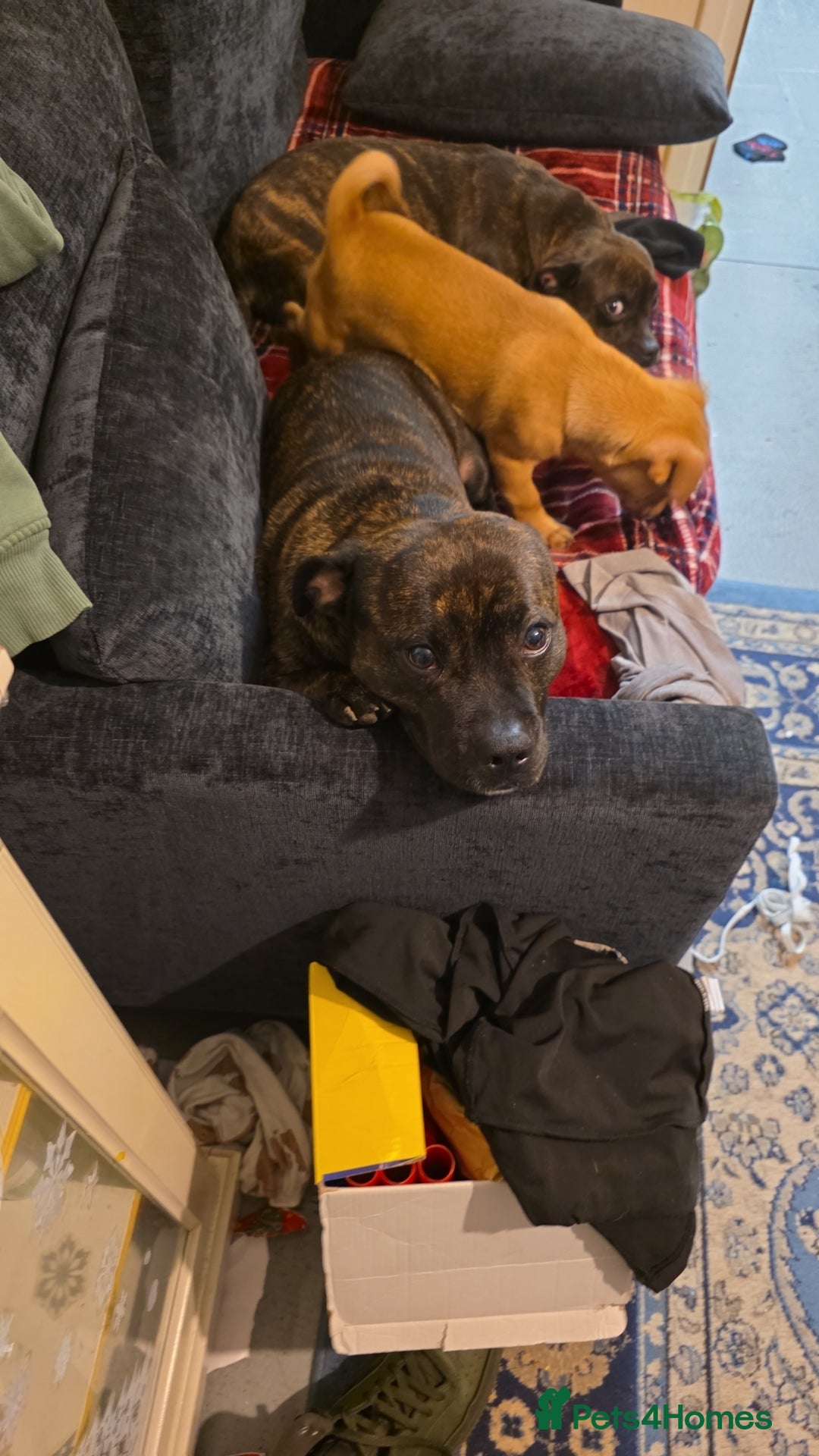 Mixed Breed dogs for sale: RARE 1 FEMALE LEFT Honey Staff cross pug  - Advert 4