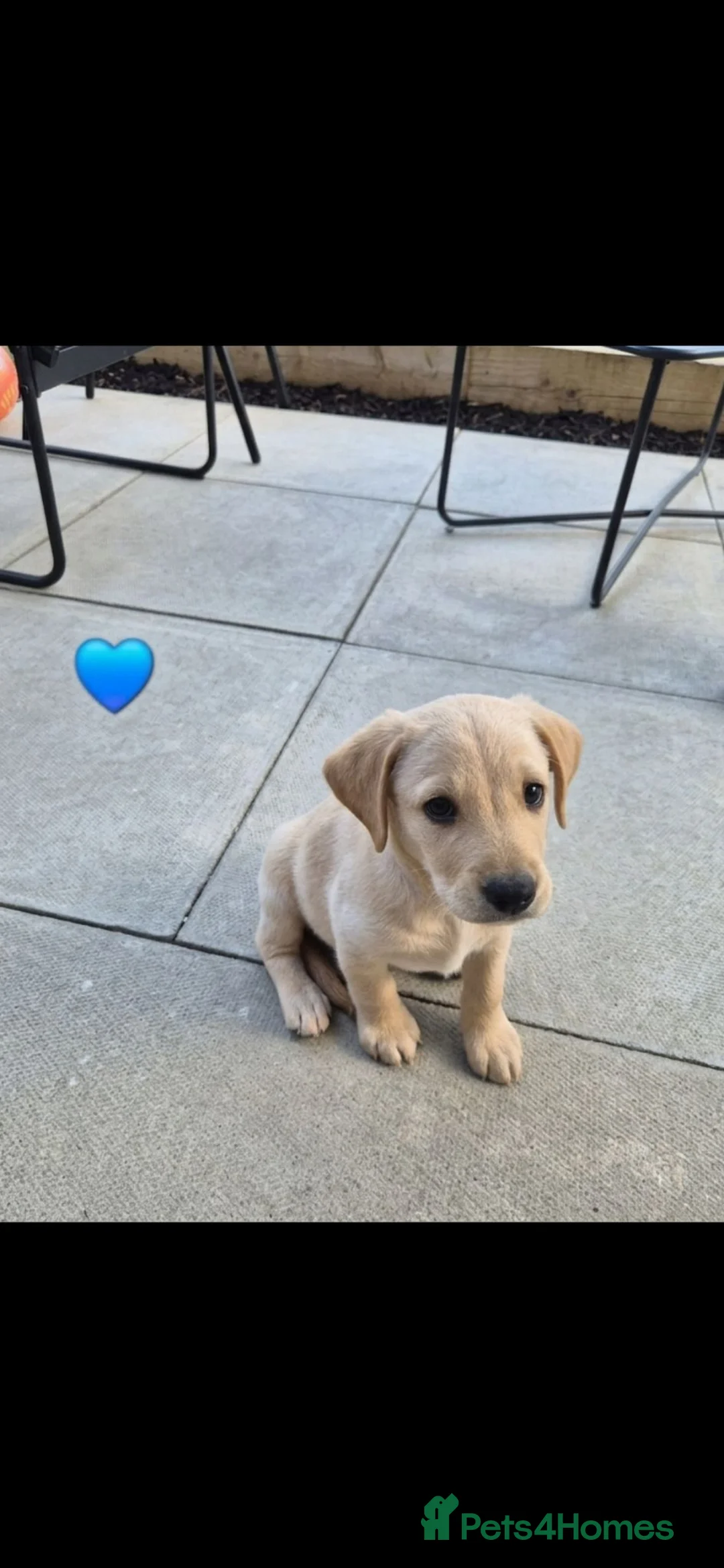 Labradoodle dogs for sale: Labrador cross puppies for sale  - Advert 2