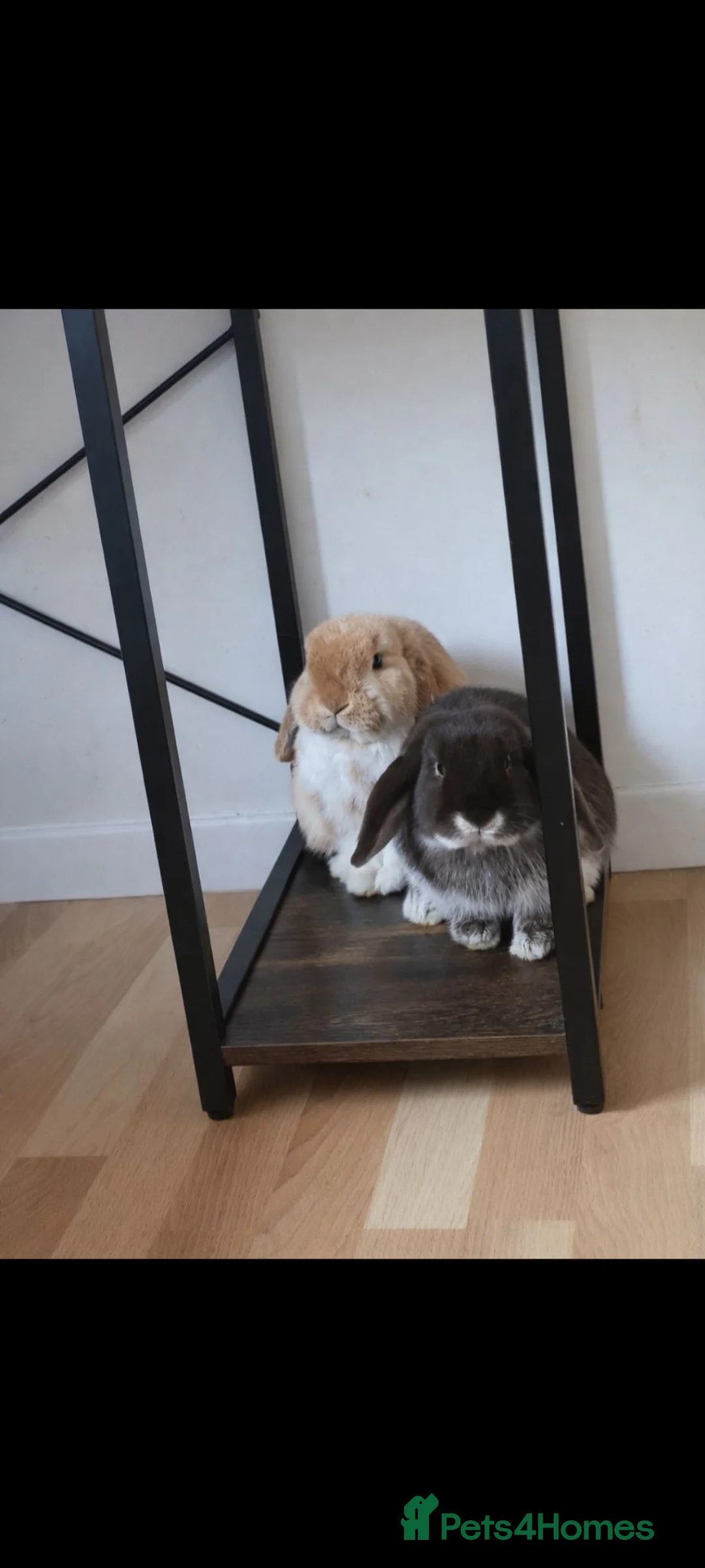 Mini Lop rabbits for sale: Beautifully raised mini lops - Advert 6