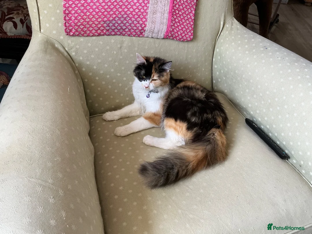 Mixed Breed cats for sale: BEAUTIFUL KITTENS in Cullompton - Advert 1