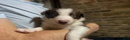 Border Collie dogs for sale: Border Collie Pups - Advert 21
