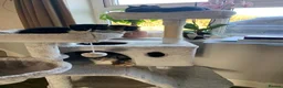 British Shorthair cats for sale: Amazing mix of colours from my pet Poppet - Advert 2