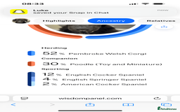 Mixed Breed dogs for sale: 7 Month old Corgipoo - Advert 2