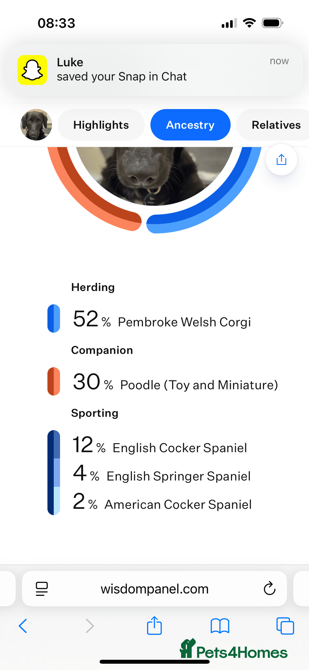 Mixed Breed dogs for sale: 7 Month old Corgipoo - Advert 2