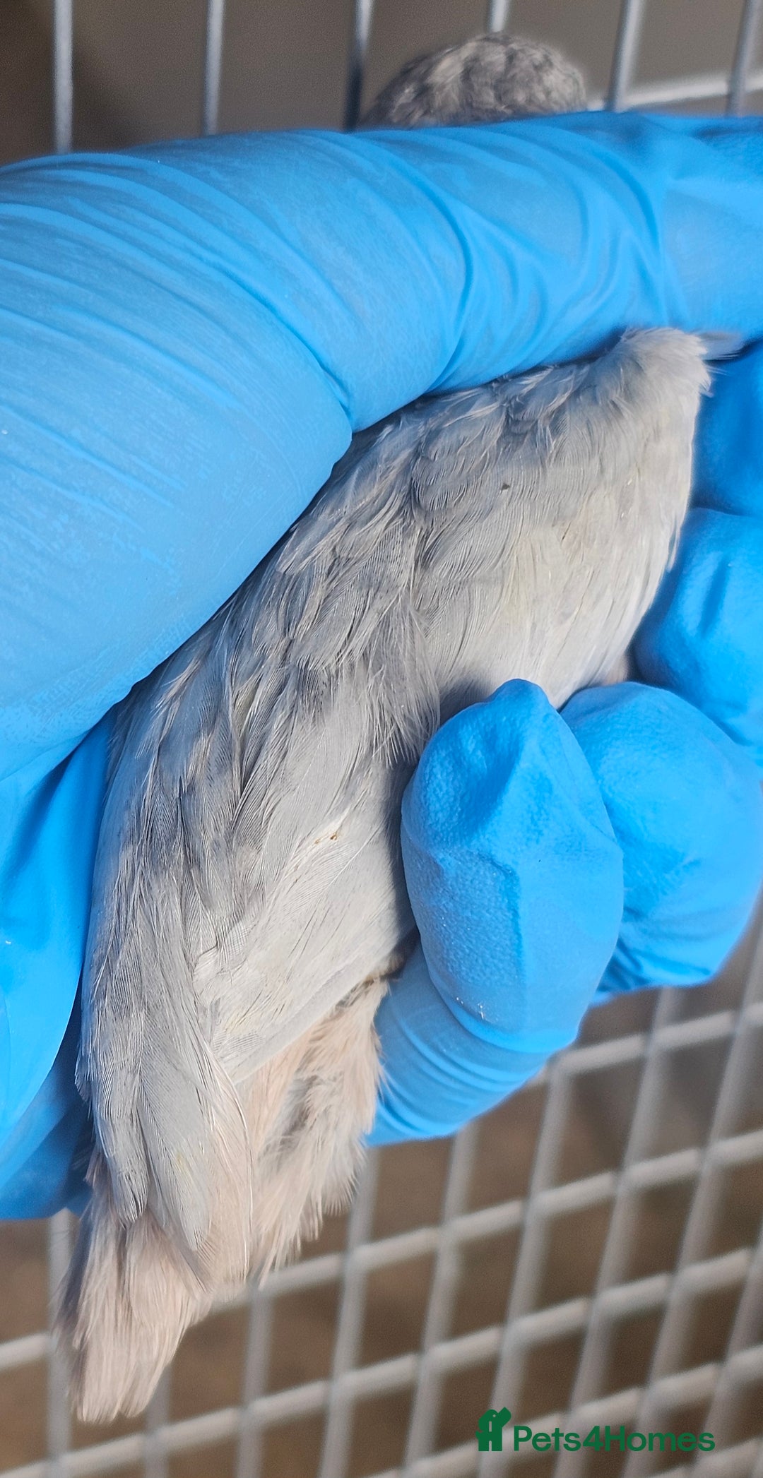 Quail poultry for sale:  Silver Red-Breasted Button Quail  - Image 5