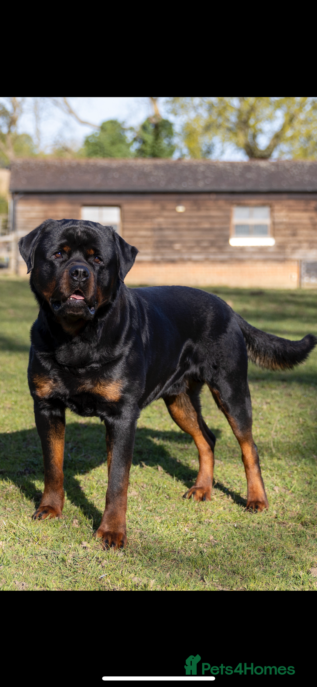Rottweiler dogs for stud: Proven kc reg Health tested hip and elbow scored in Windsor - Image 3