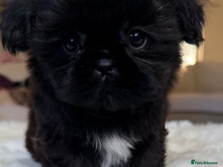 Shih Tzu dogs - Advert 4