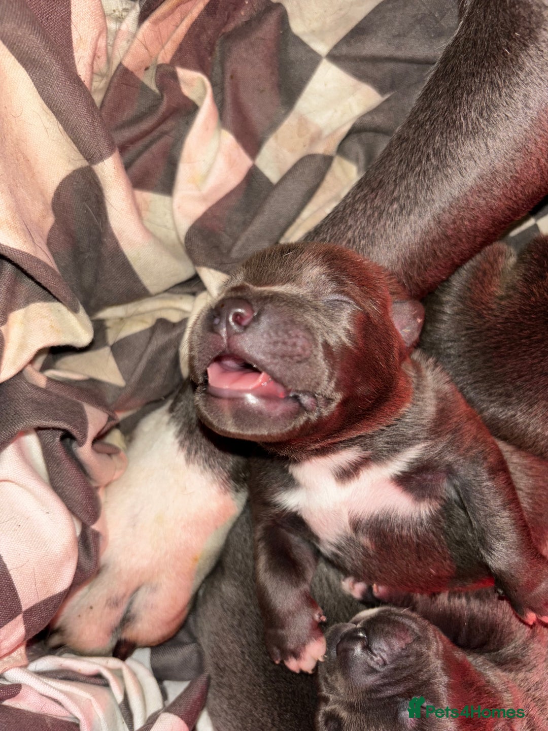 American Bully dogs for sale: STANDARD American Bully Blue - Advert 4