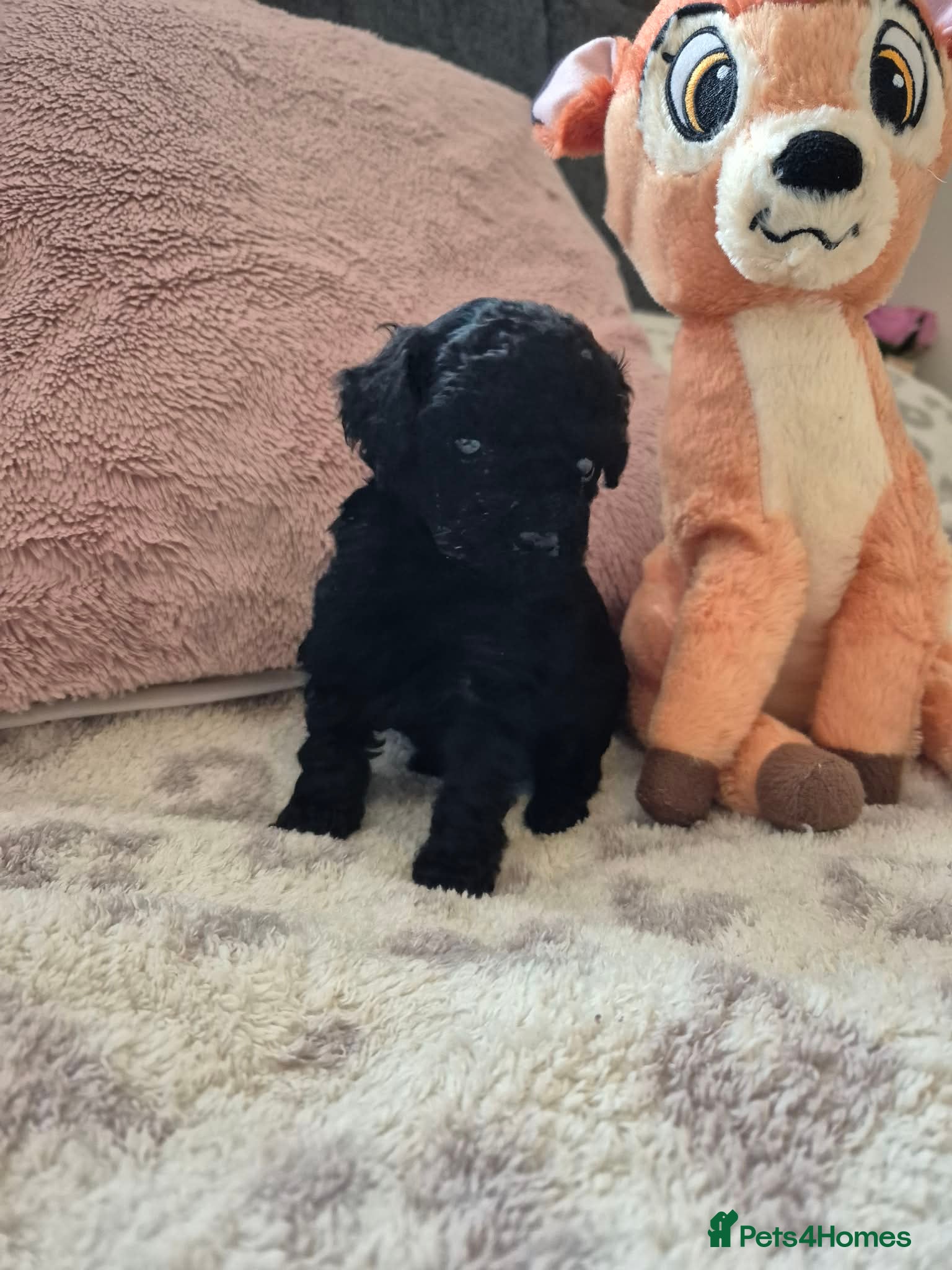 Toy Poodle dogs LAST ONE AVAILABLE READY IN 2 WEEKS. - Advert 14