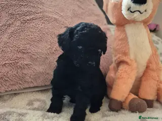 Toy Poodle dogs LAST ONE AVAILABLE READY IN 2 WEEKS. - Advert 4