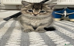 Scottish Fold cats for sale: Scottish fold mix - Image 2