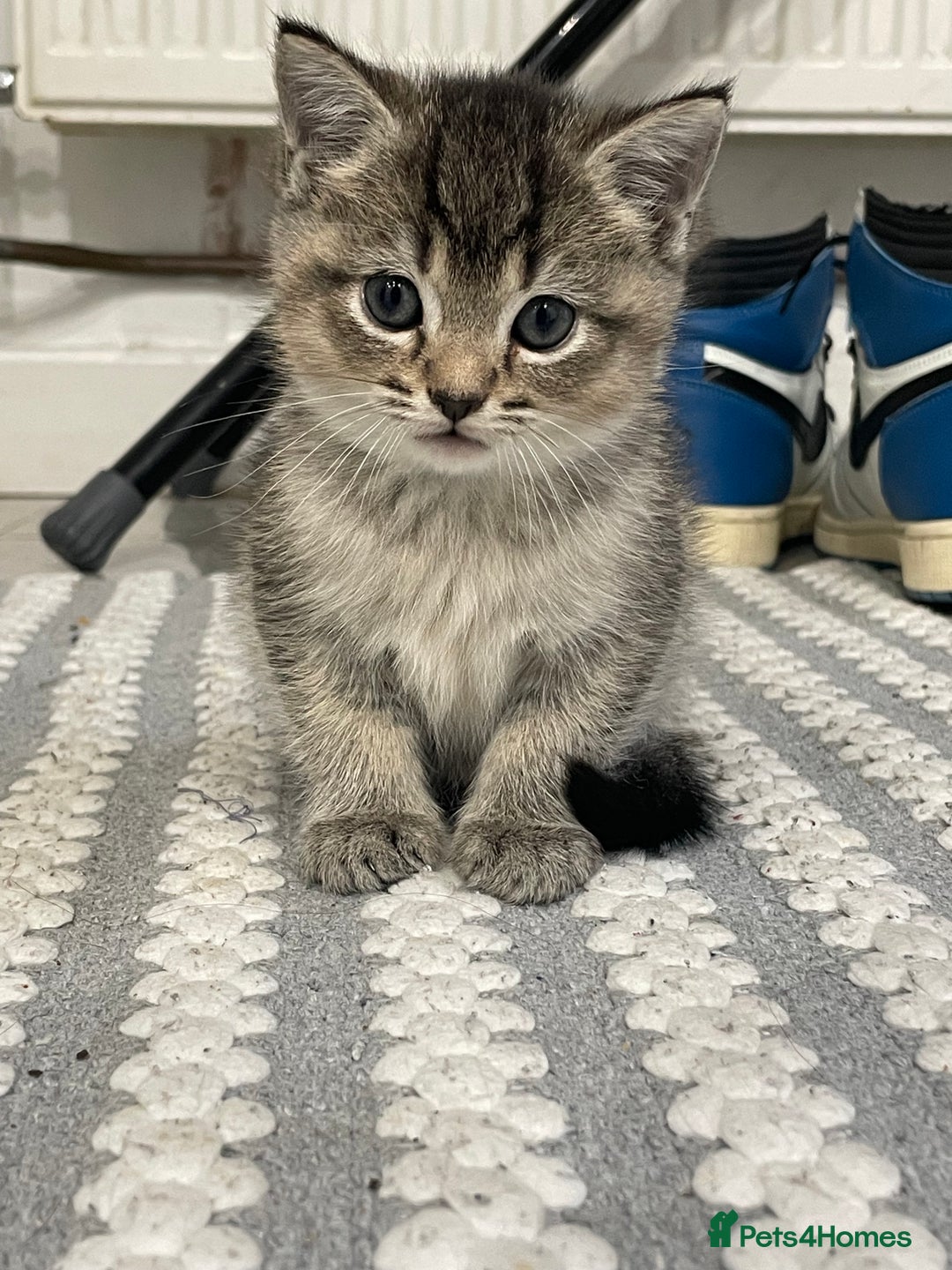 Scottish Fold cats for sale: Scottish fold mix - Image 2