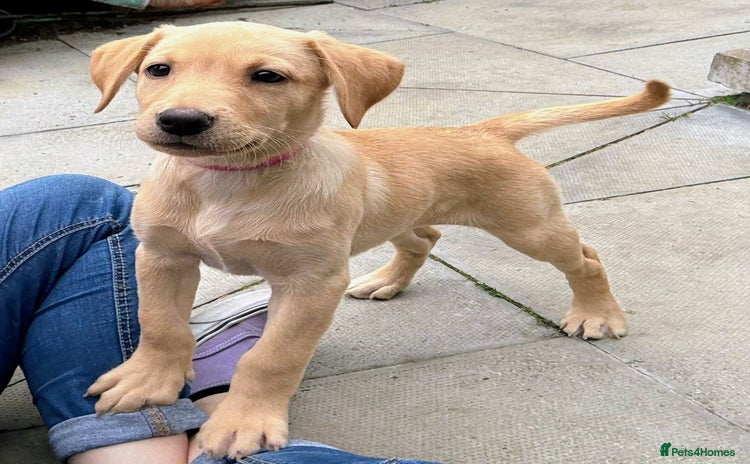 Labrador Retriever dogs - Advert 1