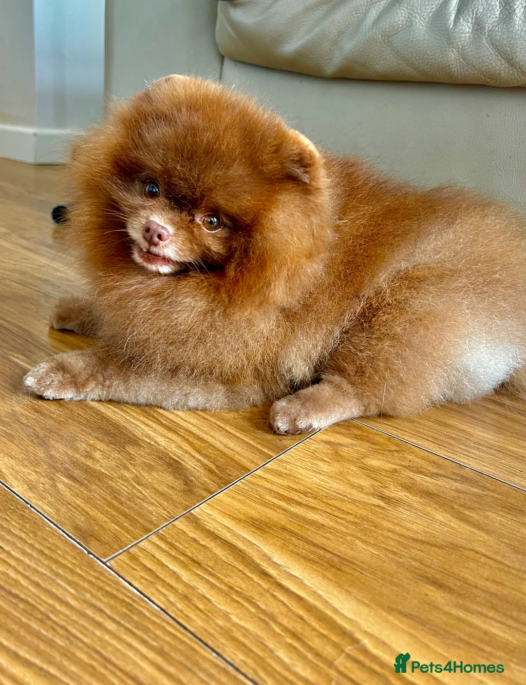 Pomeranian dogs for stud: 1.8kg Tiny Choco Carry Tan Blue Lilac DNA tested in Rotherham - Advert 4