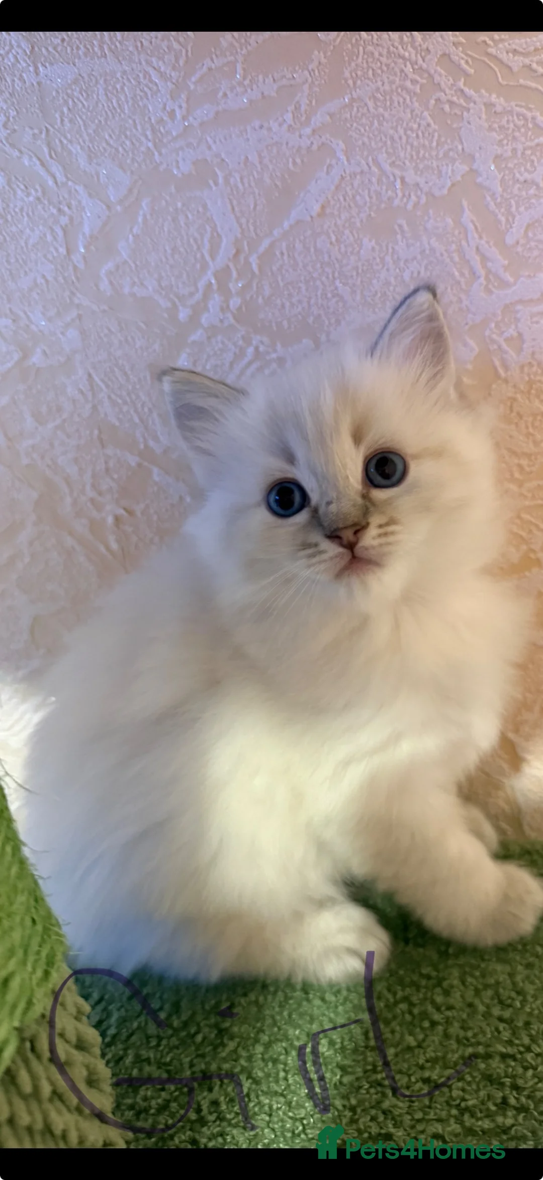 Ragdoll cats for sale: 🐾 Adorable Ragdoll  Kittens for Sale! 🐾  - Advert 2