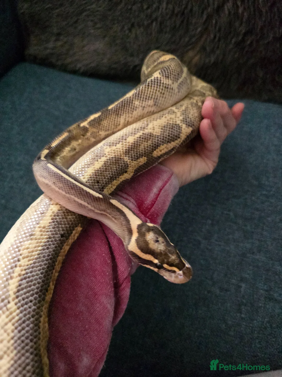 Python Snake reptiles for sale: Various Royal Pythons - Advert 2