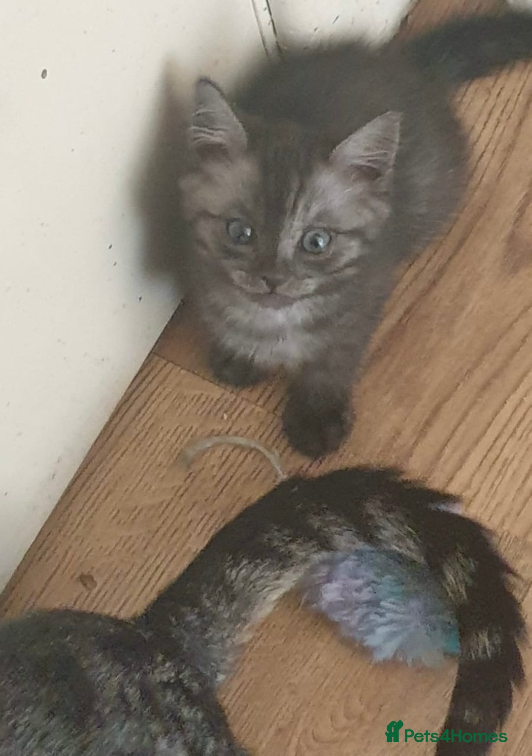Ragdoll cats for sale: Ragdoll x tabby kittens - Image 26