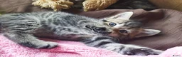 Bengal cats for sale: Beautiful kitten ready for new home 🐾🐈 - Advert 21