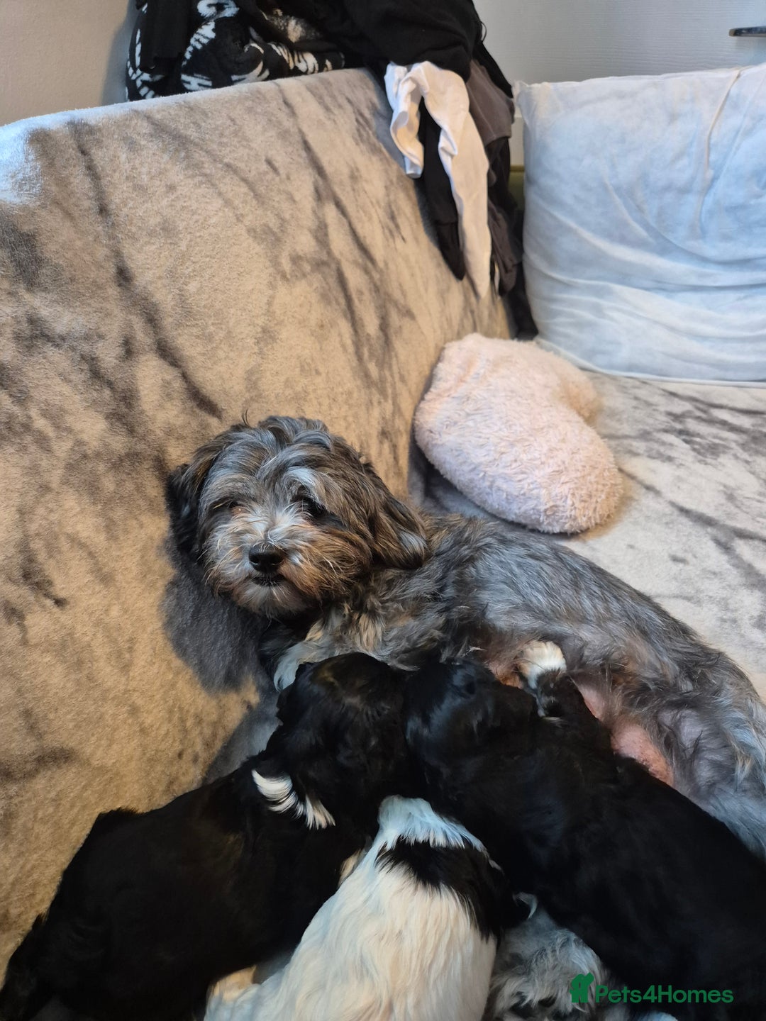 Bichon Frise dogs for sale: Bichon frise  - Image 15
