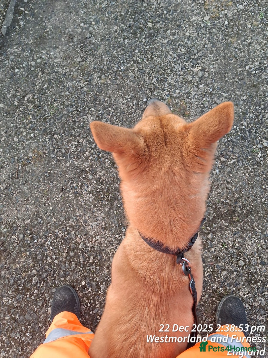 Mixed Breed dogs for sale: Bella - Advert 3