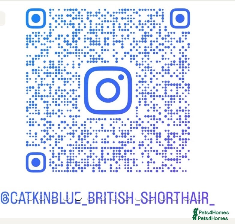 British Shorthair cats for sale: Stunning Gccf reg litter  - Advert 2