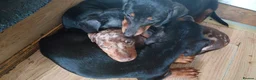 Dachshund dogs for sale: Dachshund puppies in Omagh - Advert 3