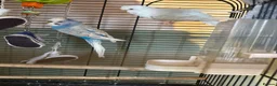 Budgerigars birds for sale: 2x budgie bird - Advert 1
