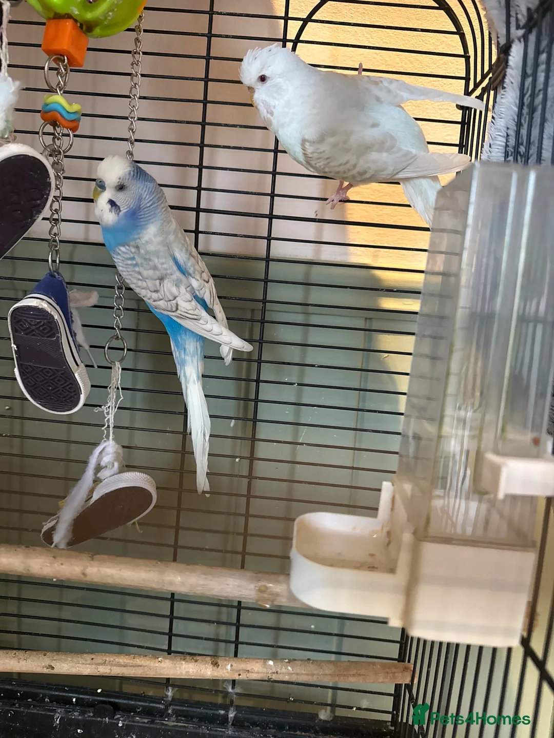 Budgerigars birds for sale: 2x budgie bird - Advert 1