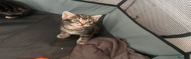 TITUS
