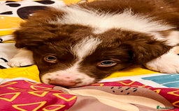Border Collie dogs for sale: 🐾Ready to leave in 3 days🐾Border Collie🐾 - Image 7